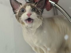 -FAELING PETS美天灵宠物(富力广场店)