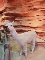 -酷嗒动物文化乐园(cutezoo西溪乐天城店)