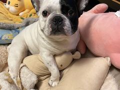 -佳雯宠物医院(金华南路分院)