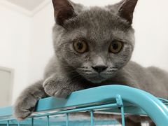 -喵zoo家庭繁育猫舍(尖东智能花园店)