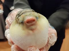 -肆月河豚·新淮扬(金融街店)