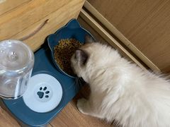 -萌兽医馆·犬猫专科·眼科中心·宠物医院(朝阳门分院)