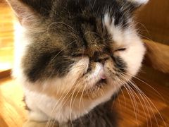 -喵园·猫主题咖啡厅·撸猫·猫咖(国贸店)