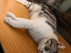 -李小姐の猫咖啡馆(五角场店)