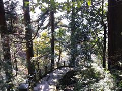 -天目山大树王景区