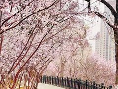 -桃花堤公园