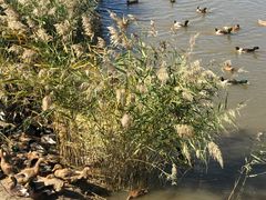 -蟹道河蟹大米商行