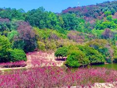 -南国桃园旅游度假区