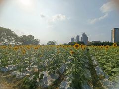 -光明小镇欢乐田园