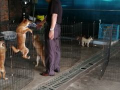 -柴犬高等学院·狗咖·柴犬售卖·宠物训练