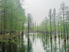 -泗洪洪泽湖湿地景区