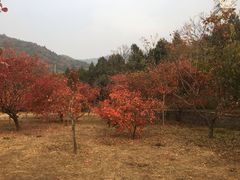 -北京十三陵国家森林公园蟒山景区