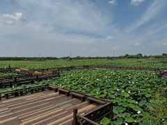 -焦岗湖旅游度假区