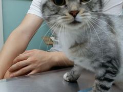 -纳吉亚猫专科动物医院博雅分院