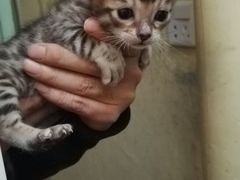 -猫色咖啡·猫咖