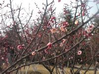 -白塘生态植物园