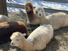 -大连森林动物园