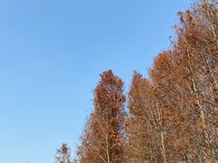 -上海海湾国家森林公园