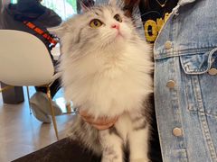 -飞行喵MR PILOT|猫舍·猫咖(静安大融城店)