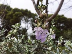 -西京湾花海