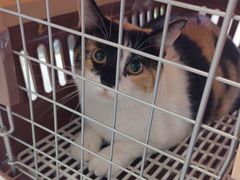 -艾吉宠物医院·疑难杂症转诊中心·猫友好(碧江路院)
