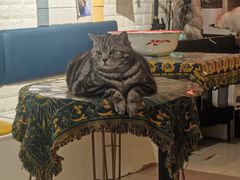 -平行世界·猫咖(首经贸店)