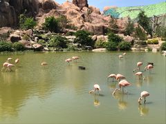-芽庄珍珠岛游乐园