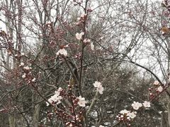 -北国之春国宴(乌兰察布店)