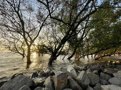 -宝安西湾红树林湿地公园