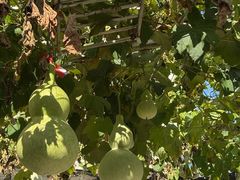 -鑫源羊汤馆(总店)