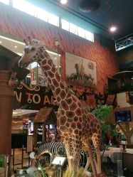 -卡通尼·Safari非洲探索乐园·生日会(金桥国际商业广场店)