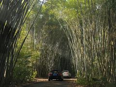 -海南热带野生动植物园