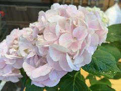 -聆桂烤鸭·金奖烤鸭(静联广场店)