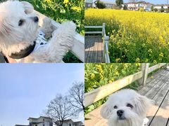 -桤木河湿地公园