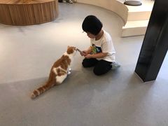 -飞行喵MR PILOT|猫舍·猫咖(静安大融城店)