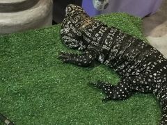 -清迈夜间动物园