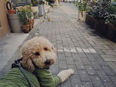 -吉丁鸟咖·异宠·寄养