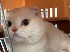 -纳吉亚猫专科动物医院·北北分院