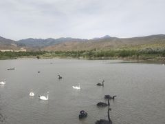 -新疆天山野生动物园