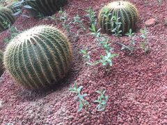 -呀路古热带植物园