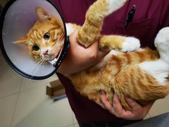 -安安宠医·臻爱宠物医院(簇锦北路分院)