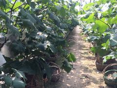 -马陆小张葡萄园农家乐