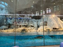 -帝企鹅自助餐厅•儿童岛•真企鹅(长隆企鹅酒店)