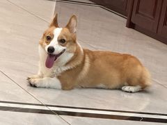 -福懋动物医院·犬猫全科·外科·重症科(杏林分院)