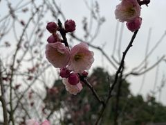 -无锡梅园公园