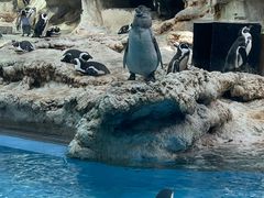 -帝企鹅自助餐厅•儿童岛•真企鹅(长隆企鹅酒店)