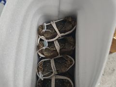 -阳澄湖大闸蟹·琼灵阁牌品牌连锁(吴中总店)