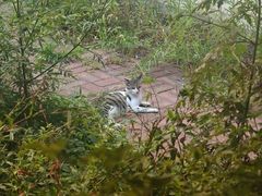 -海边的猫和咖啡馆