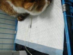 -佳怡动物医院·平价24小时·猫专科骨外科