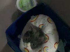 -瑞派福兴宠物医院犬猫全科·骨科·中西医结合(河东店)